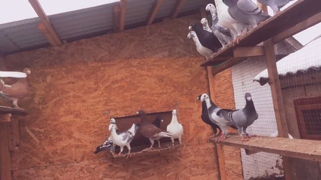 Німецькі виставкові голуби смотреть онлайн