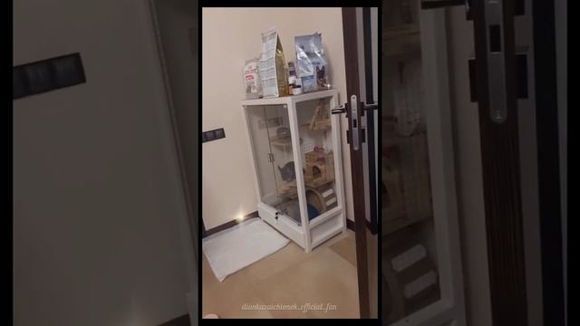 Леди Диана влог / Всё про новую собачку Бани и уход за ней смотреть онлайн