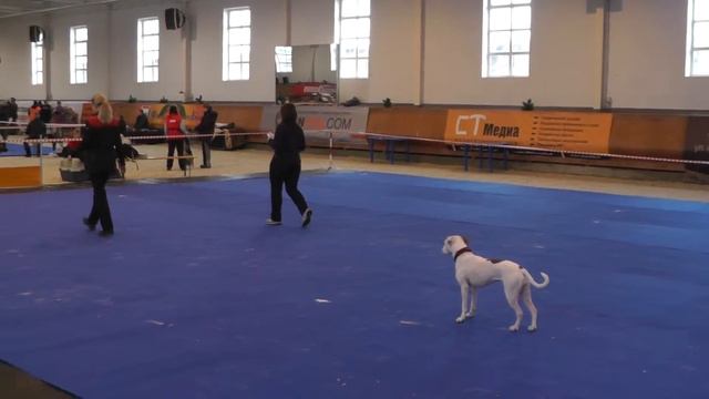 Обидиенс 14.12.13. Судейский ракурс. смотреть онлайн