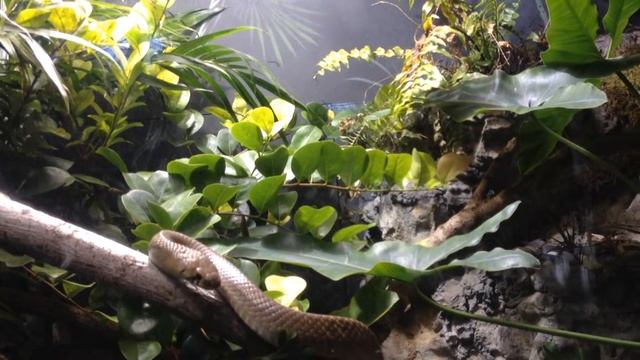 Snake. Змея. смотреть онлайн