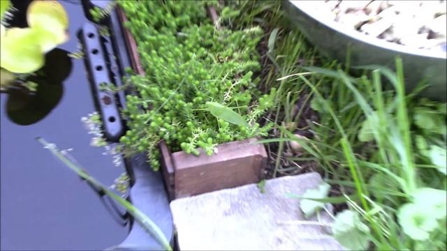 The Katydid - Large Leaf-Like Insect смотреть онлайн