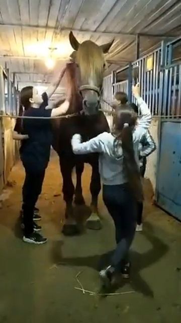 Весело чистим коня. Перевозский конный завод смотреть онлайн