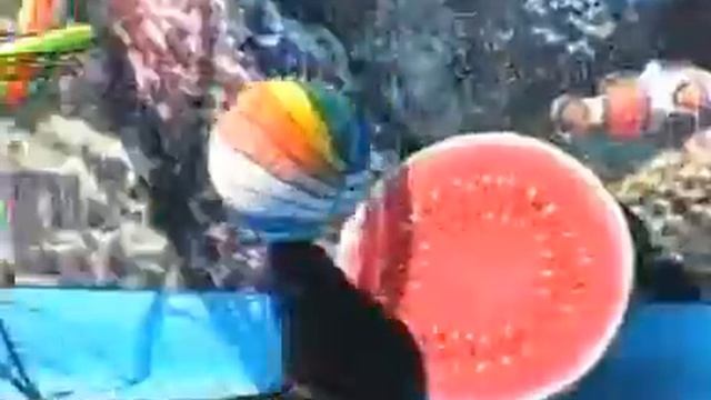 Морские котики смотреть онлайн