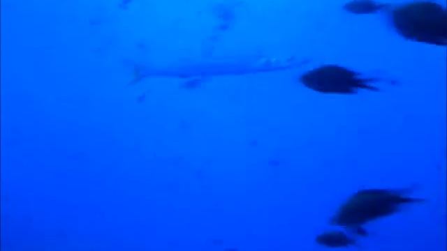 BARRACUDA ISUELA (PORTOFINO) смотреть онлайн