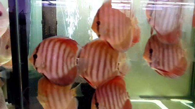 The Flying Discus - April 2017 Dxcus shipment Golden red cover смотреть онлайн