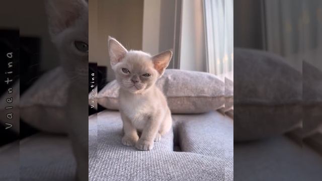 Лиловая бурманская девочка Valentina Freya Way смотреть онлайн