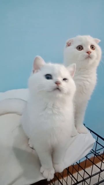 โยกมันๆไปกับเพลง555 #kitten #britishshorthair #ns11 #catlover #แมวน่ารัก смотреть онлайн