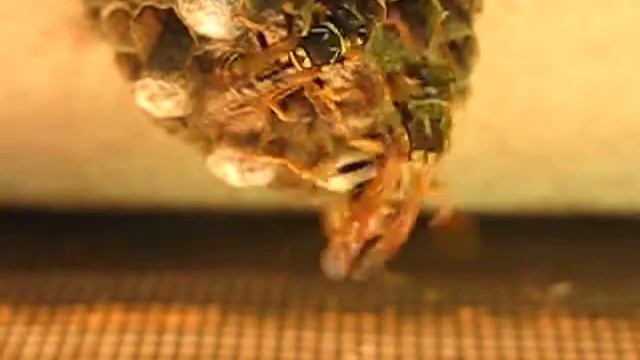 Polistes dominula смотреть онлайн