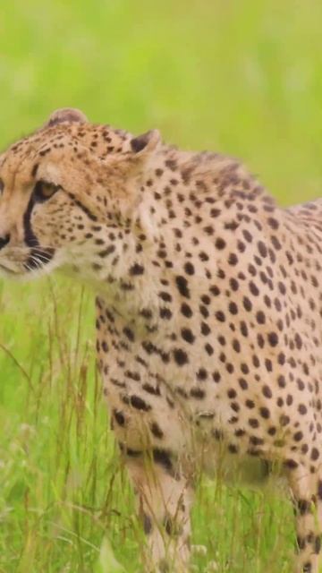 5 интересных фактов о гепардах, которые вы скорее всего не знали смотреть онлайн