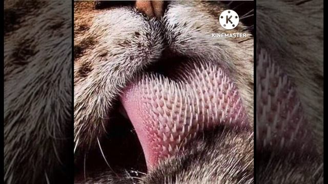 Fact about the king tiger #shorts смотреть онлайн