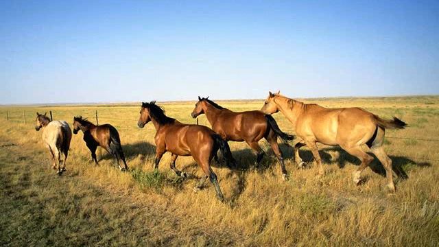 Африканская мозаика.wmv смотреть онлайн