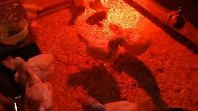 Куры-несушки знают команды! Смотреть всем! смотреть онлайн