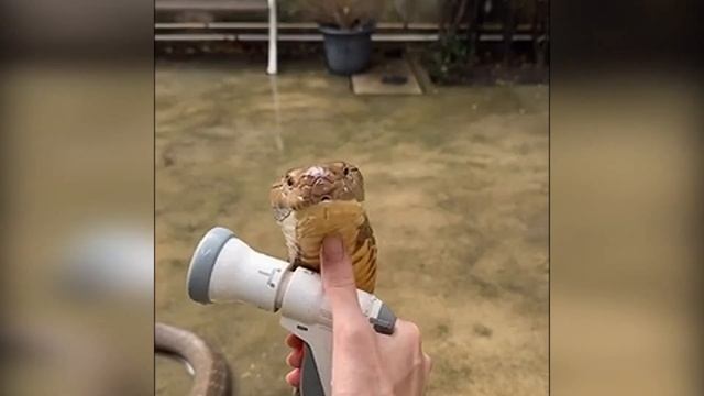 Душ для кобры смотреть онлайн