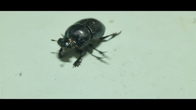 МІСЯЧНИЙ КОПР (Руда Біологія) смотреть онлайн