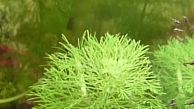 repro nanacara anomala 2 смотреть онлайн