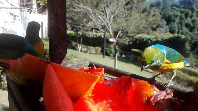 Chlorophonia cyanea or Bandeirinha from the Serra da Cantareira смотреть онлайн
