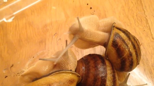 Episode 9. Snails Helix Aspersa Maxima (Gros Gris) in close up смотреть онлайн