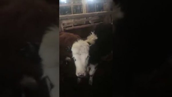 бычки от 3 до 6 месяцев