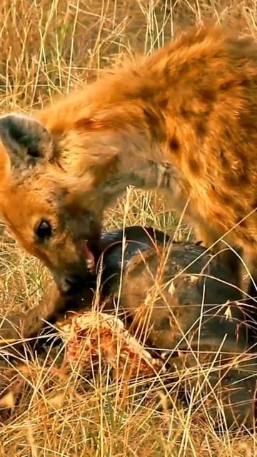Exploring the Intelligence of Hyenas | Nature's Most Formidable Predators смотреть онлайн