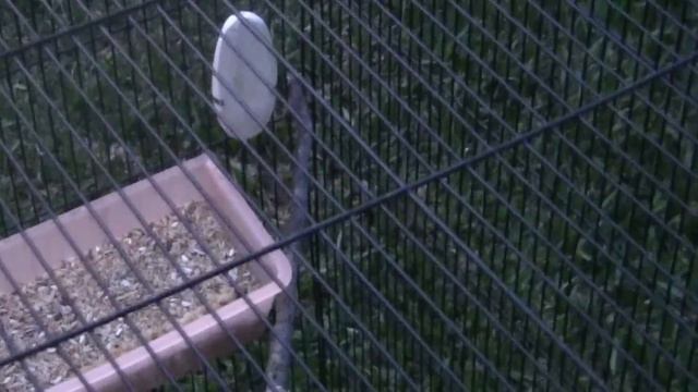 How to set up a cockatiel cage смотреть онлайн