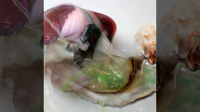 Cyanobacteria смотреть онлайн