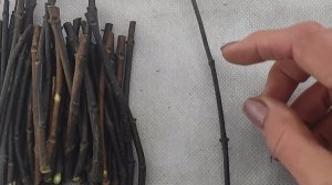 Черенкование гортензии поздней осенью, зимой или ранней весной. Видео от 05.12.2024 года.