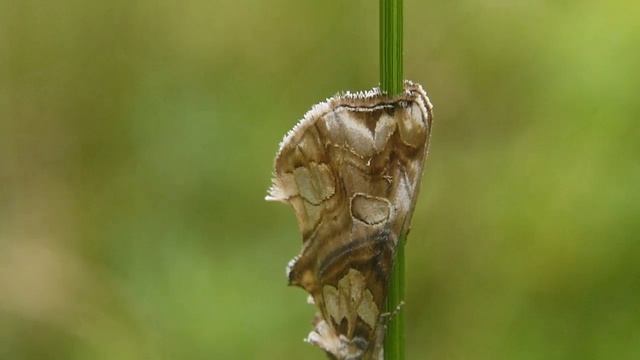 マダラエグリバ Plusiodonta casta смотреть онлайн