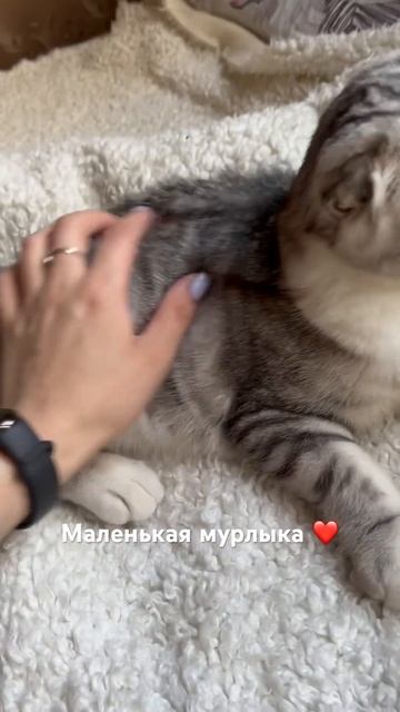 Маленькая мармеладная кошечка ❤️ #шотландскийкотенок #cat #котята #кот #шотландскиекотята #cute смотреть онлайн