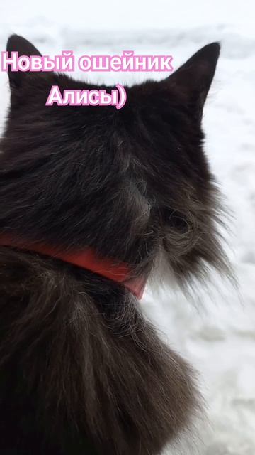 #животные #питомцы #кошка #весна #алиса #новое #ошейник #шортс смотреть онлайн