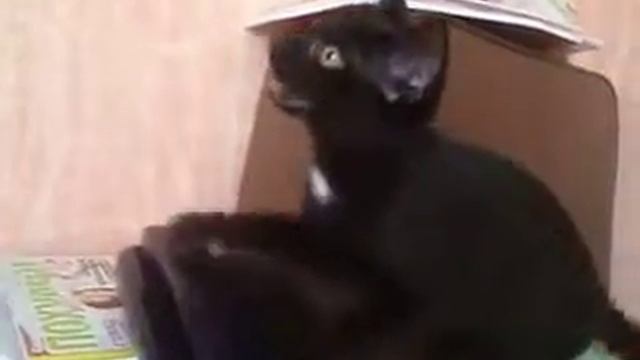 Реакция кота на муху смотреть онлайн