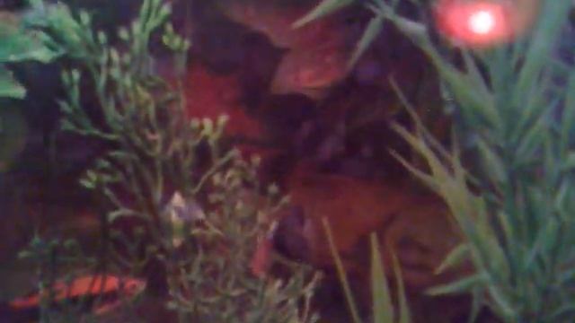 AQUARIO COMUNITARIO смотреть онлайн