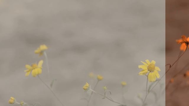 "Fall Vibes" LUT - Example Video смотреть онлайн