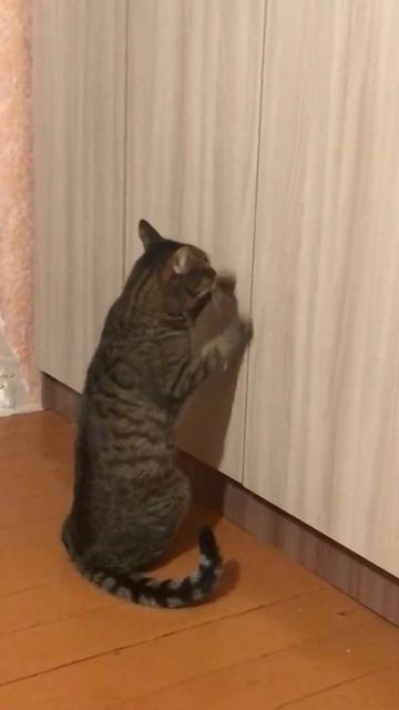 Кот ищет дверь в НАРНИЮ! смотреть онлайн
