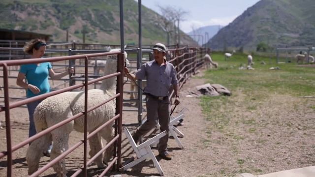 Alpaca Shearing With Uinta Alpacas and IMpaca! смотреть онлайн