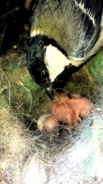 Great tit Birds [ Review Bird Nest ] смотреть онлайн