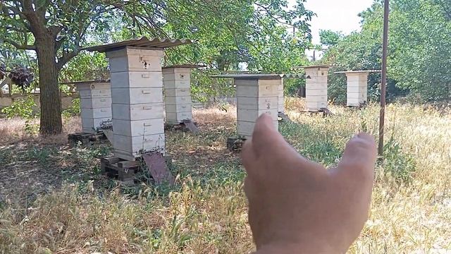 Генетика пчел на прямую влияет на их продуктивность.По этому селекция на пасеке очень важна. смотреть онлайн