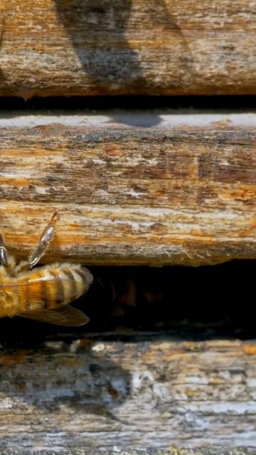 ABEJAS Y MÁS ABEJAS #curiosidades #nature #abejas #datos #funny #enpocaspalabras смотреть онлайн