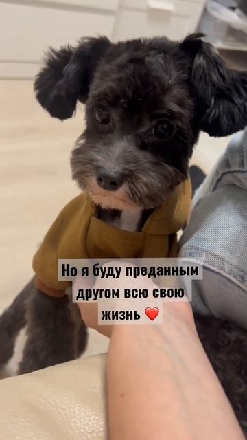 #мальтипу #собачка #друг #животные #собака #люблюживотных #пудель #любимка #йорк #милый #лучший смотреть онлайн