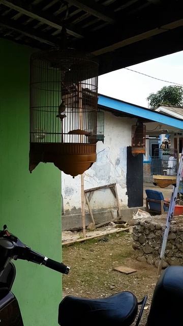 masteran burung branjangan parva.. смотреть онлайн