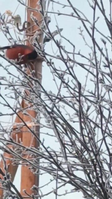 С добрым утром! Снегири. Он улетел, но обещал вернуться. Good morning! Bullfinches. смотреть онлайн
