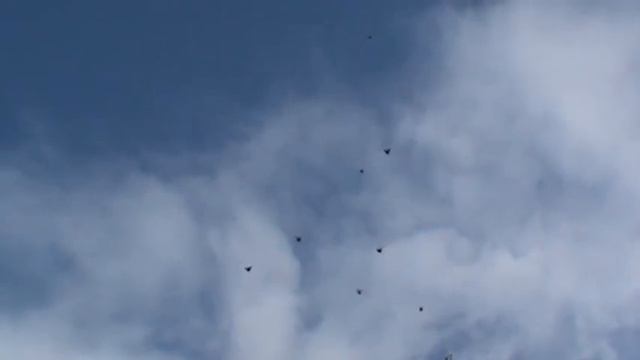 голуби Гарбузова Н П смотреть онлайн