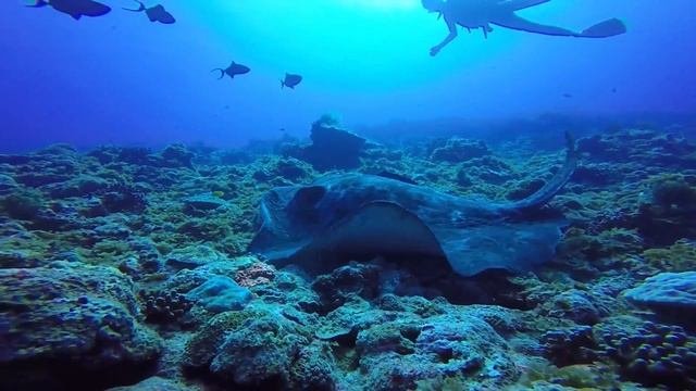 マダラエイ　とかしき島ダイビング смотреть онлайн