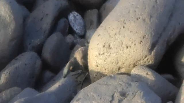 Lava Heron Clip.avi смотреть онлайн