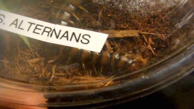 New Centipede - Scolopendra alternans - Haitian Giant Centipede смотреть онлайн
