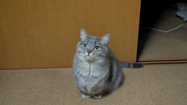 Кот умоляет, выпрашивая еду.mp4 смотреть онлайн