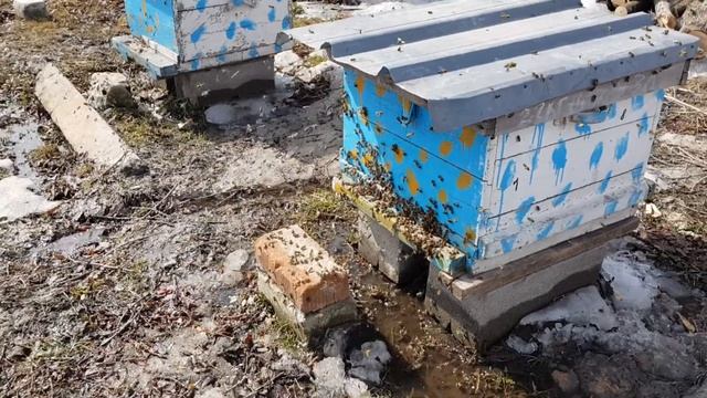 весенний облет пчел. смотреть онлайн