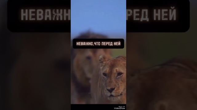 🦁💞 Зверь-(И ты ушла...)➡️🎤Романтик🎷 Имануэль Данияров🎵 Emanuel Daniyarov ➡️ Zver 💞🦁 смотреть онлайн