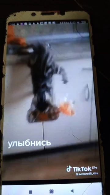 Фотки милых котиков 😺😺😺 смотреть онлайн