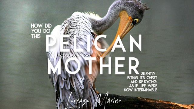 Pelican Mother - Emotional Music смотреть онлайн
