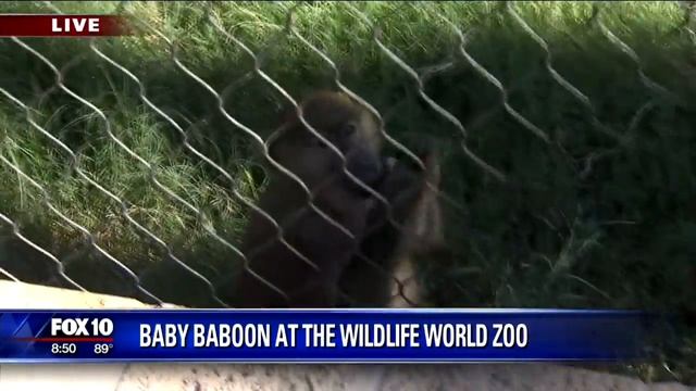 Our Adorable Baby Olive Baboon смотреть онлайн